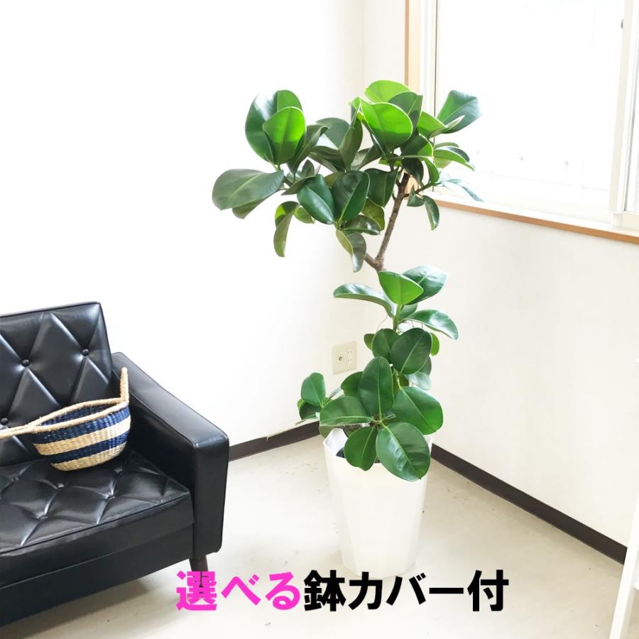 現物 フィカス ソフィア スタイリッシュな鉢カバー付 大型 観葉植物 送料無料 Sofiagenbutu 観葉植物のパーフェクトグリーン 通販 Yahoo ショッピング