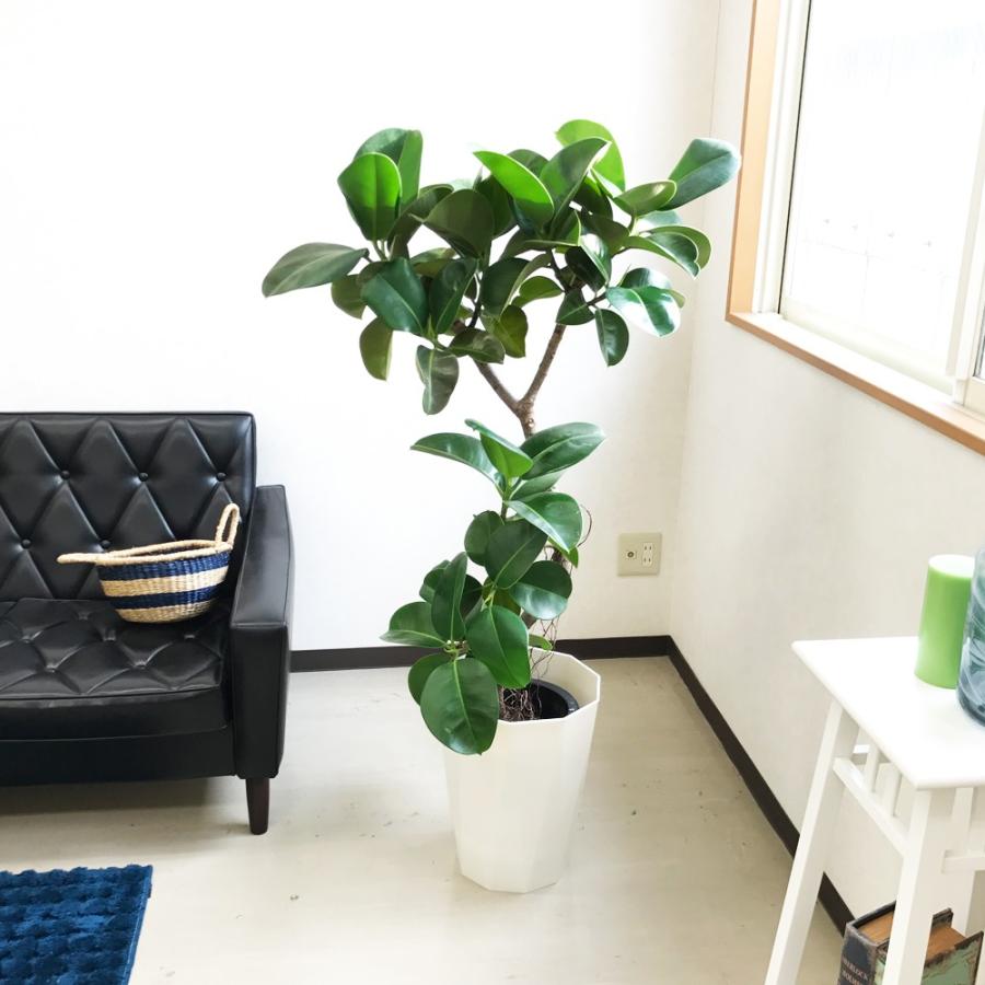 現物 フィカス ソフィア スタイリッシュな鉢カバー付 大型 観葉植物 送料無料 Sofiagenbutu 観葉植物のパーフェクトグリーン 通販 Yahoo ショッピング