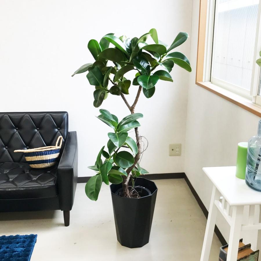 現物 フィカス ソフィア スタイリッシュな鉢カバー付 大型 観葉植物 送料無料 Sofiagenbutu 観葉植物のパーフェクトグリーン 通販 Yahoo ショッピング