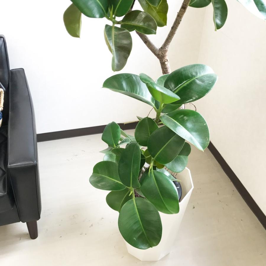 現物 フィカス ソフィア スタイリッシュな鉢カバー付 大型 観葉植物 送料無料 Sofiagenbutu 観葉植物のパーフェクトグリーン 通販 Yahoo ショッピング