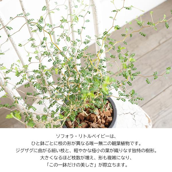 ソフォラ リトルベイビー 特大 セメント鉢植え グラデーション 観葉