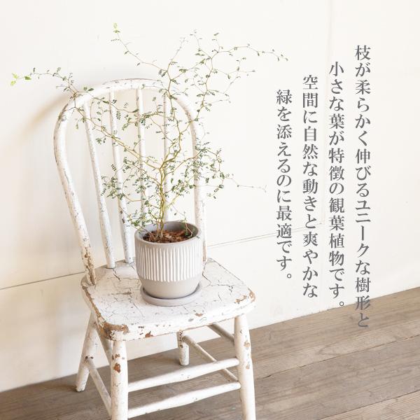 ソフォラ リトルベイビー 特大 縦ラインセメント鉢 観葉植物 送料無料