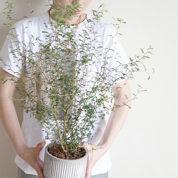 ソフォラ リトルベイビー 特大 縦ラインセメント鉢 観葉植物 送料無料