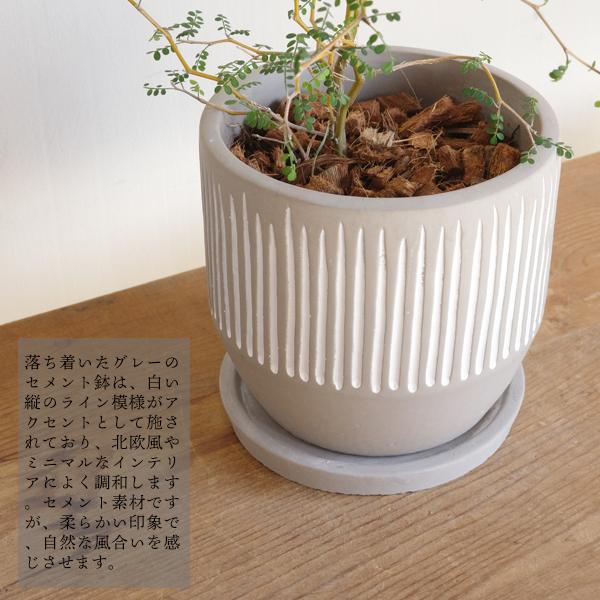 ソフォラ リトルベイビー 特大 縦ラインセメント鉢 観葉植物 送料無料