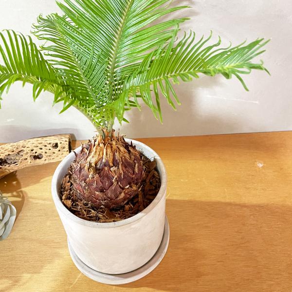 蘇鉄 ソテツ アッシュグレーセメント鉢植え 送料無料 観葉植物 中型 縁起の良い植物 即日出荷 Sotetugry 観葉植物のパーフェクトグリーン 通販 Yahoo ショッピング