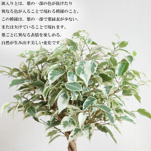 ベンジャミン スターライト ゴムの木 シリンダーポット 選べる２色 送料無料 観葉植物 フィカス ベンジャミン |  | 04