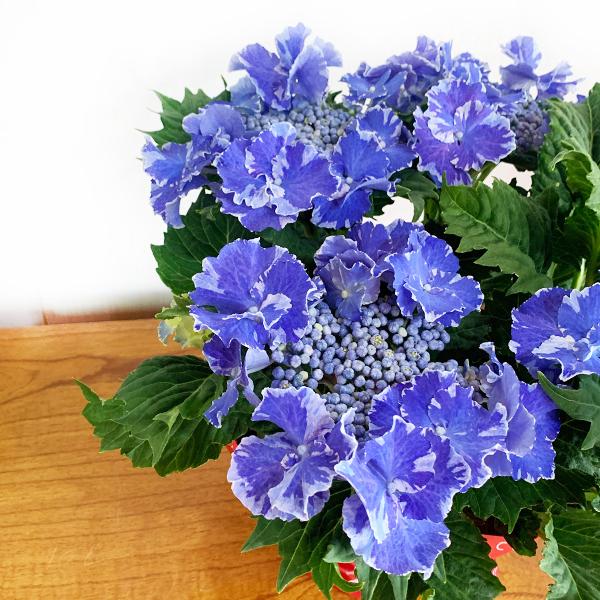 アジサイ スターリットスカイ 母の日ギフト 送料無料 ジャパンデザイン特別賞 紫陽花 母の日 Mother22 Starrit 観葉植物のパーフェクトグリーン 通販 Yahoo ショッピング