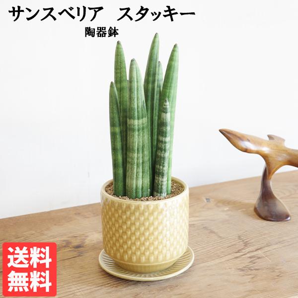 サンスベリア スタッキー 陶器鉢植え マスタード 観葉植物 卓上
