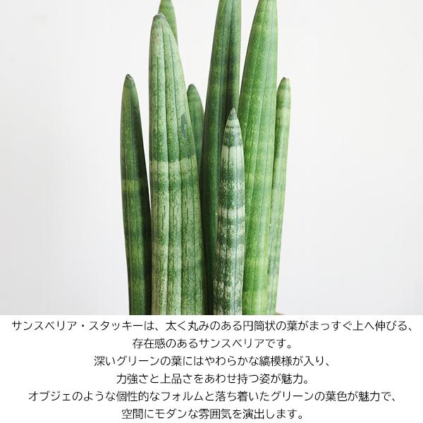 サンスベリア スタッキー 陶器鉢植え マスタード 観葉植物 卓上