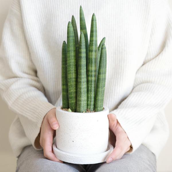 サンスベリア スタッキー セメントホワイト 観葉植物 ミニ 卓上