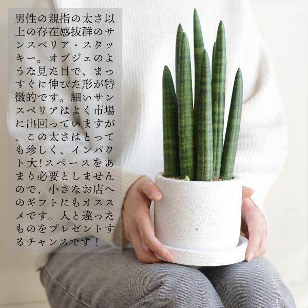 サンスベリア スタッキー セメントホワイト 観葉植物 ミニ 卓上