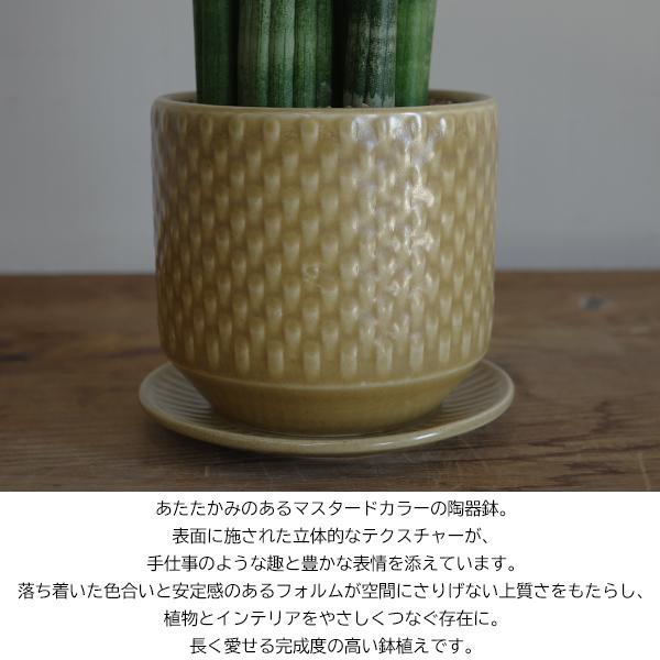 サンスベリア スタッキー 陶器鉢植え マスタード 観葉植物 卓上
