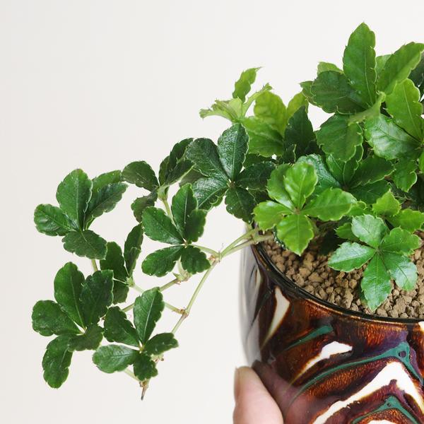 シュガーバイン 茶色陶器鉢植え 卓上サイズ 観葉植物 送料無料