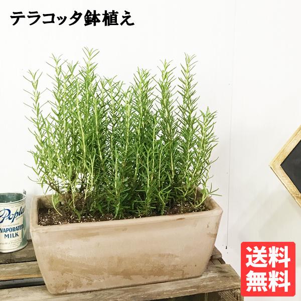おすすめ ローズマリー 立性 スクエア イタリア製テラコッタ鉢 テラコッタ植え 庭木 鉢植え 観葉植物 苗 苗木 ベランダ テラス バルコニー ハーブ 送料無料