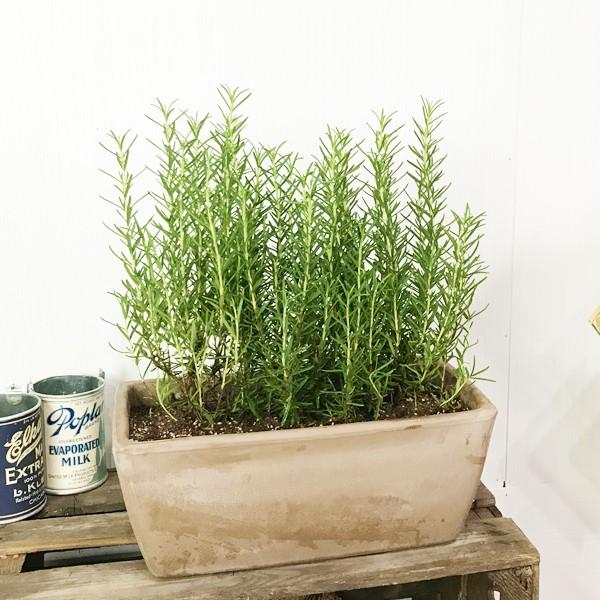 ローズマリー 立性 スクエア イタリア製テラコッタ鉢 テラコッタ植え