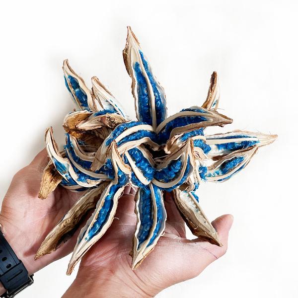 旅人の木の実 種 タビビトノキ 大型 希少 レア植物 オブジェ 飾り 装飾