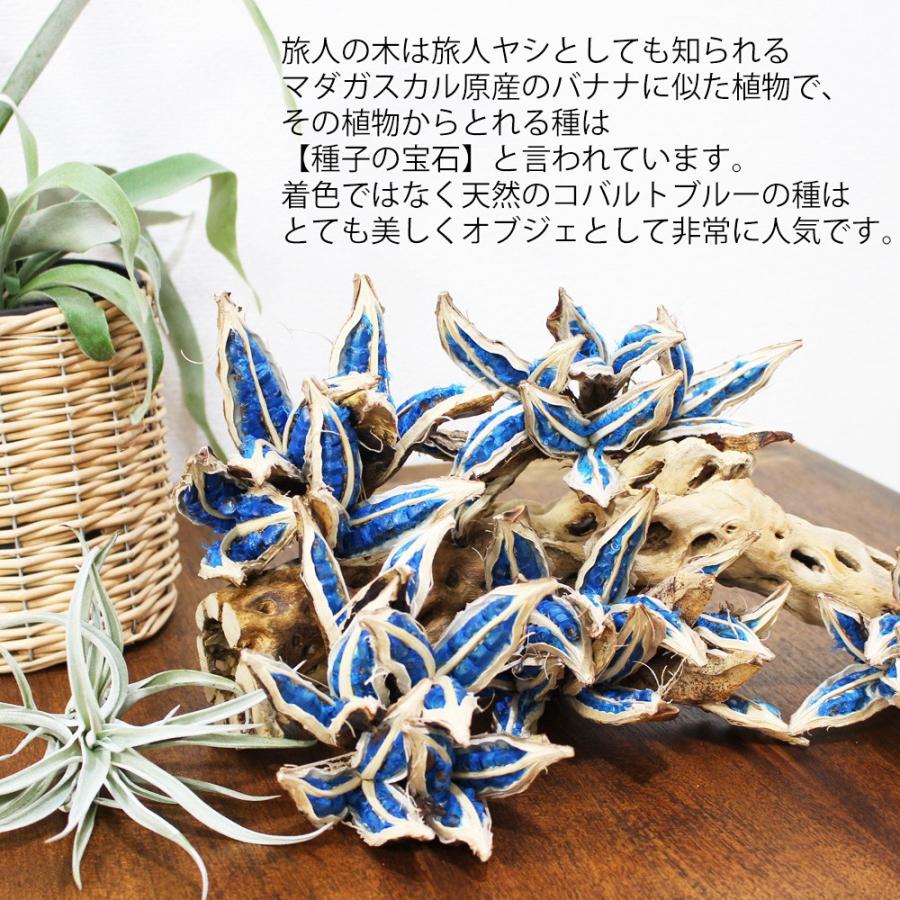 旅人の木の 種 旅人の木の実 希少 レア植物 オブジェ 飾り 装飾 旅人の木 観葉植物 送料無料 即日出荷 Tabibito 観葉植物のパーフェクトグリーン 通販 Yahoo ショッピング