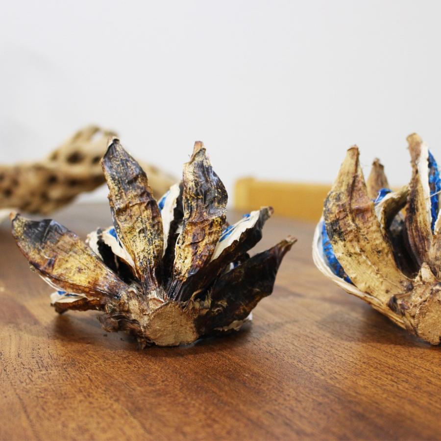 旅人の木の 種 旅人の木の実 希少 レア植物 オブジェ 飾り 装飾 旅人の木 観葉植物 送料無料 即日出荷 Tabibito 観葉植物のパーフェクトグリーン 通販 Yahoo ショッピング