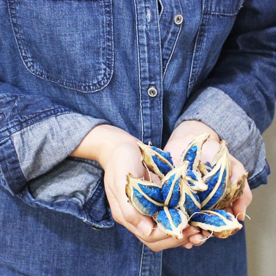 旅人の木の実 種 タビビトノキ 希少 レア植物 オブジェ 飾り 装飾 旅人