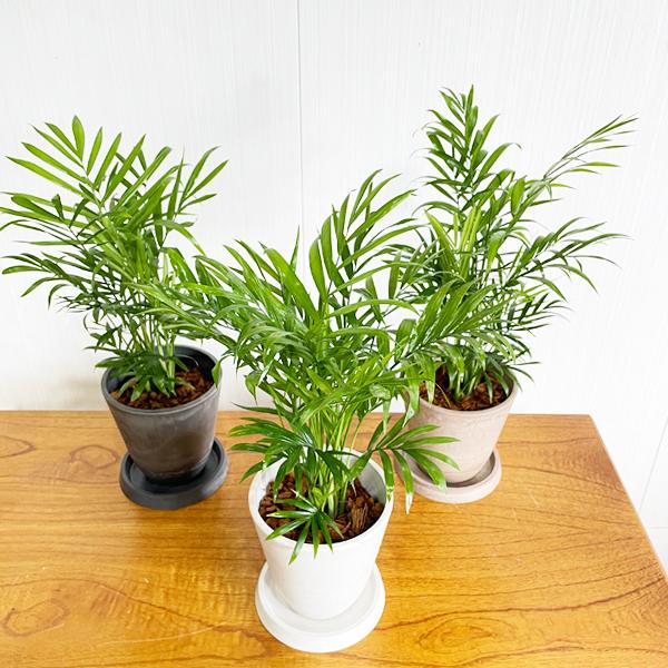 テーブルヤシ エレガンス 選べる鉢カラー ボタニーポット 観葉植物 卓上 本物 チャメドレア インテリア 中型 オフィス デスク 即日出荷 送料無料 Tablebotani 観葉植物のパーフェクトグリーン 通販 Yahoo ショッピング