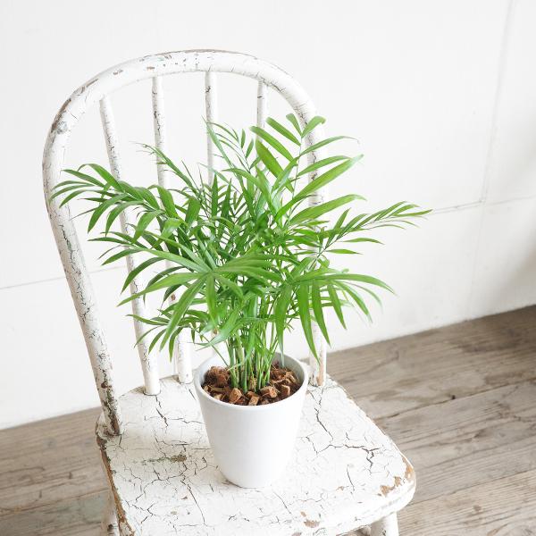 テーブルヤシ エレガンス 選べる鉢カラー ボタニーポット 観葉植物 卓上 本物 チャメドレア インテリア 中型 オフィス デスク 即日出荷 送料無料 |  | 10