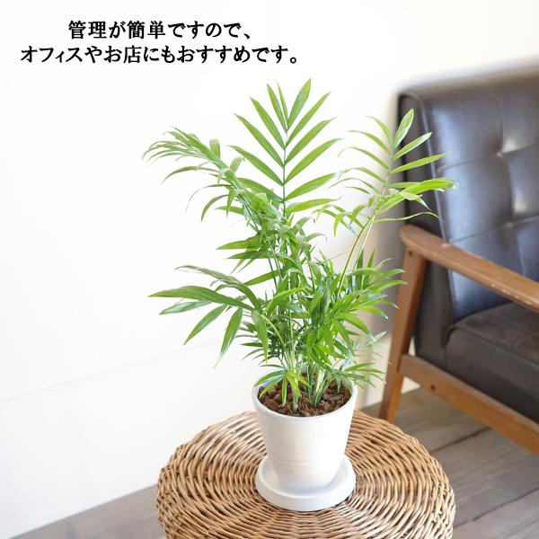 テーブルヤシ エレガンス 選べる鉢カラー ボタニーポット 観葉植物 卓上 本物 チャメドレア インテリア 中型 オフィス デスク 即日出荷 送料無料 |  | 11