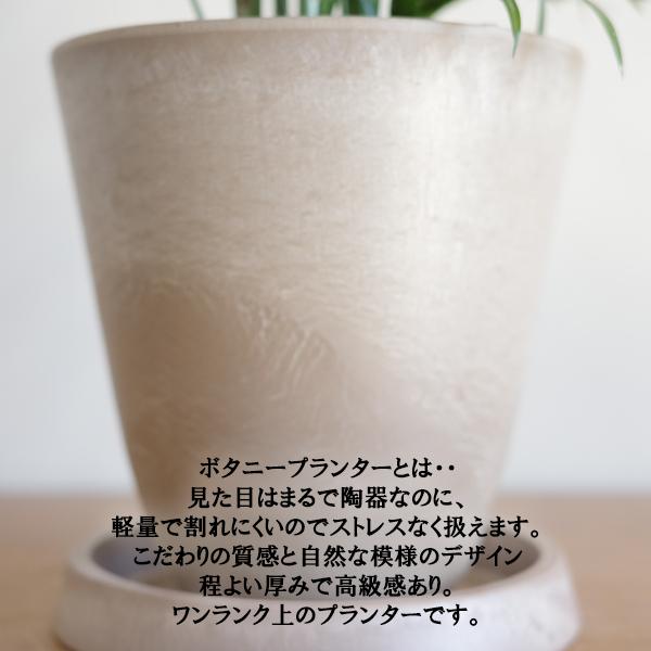 テーブルヤシ エレガンス 選べる鉢カラー ボタニーポット 観葉植物 卓上 本物 チャメドレア インテリア 中型 オフィス デスク 即日出荷 送料無料 |  | 12