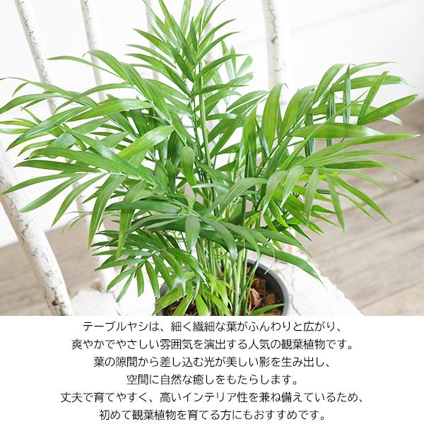 テーブルヤシ エレガンス 選べる鉢カラー ボタニーポット 観葉植物 卓上 本物 チャメドレア インテリア 中型 オフィス デスク 即日出荷 送料無料 |  | 01