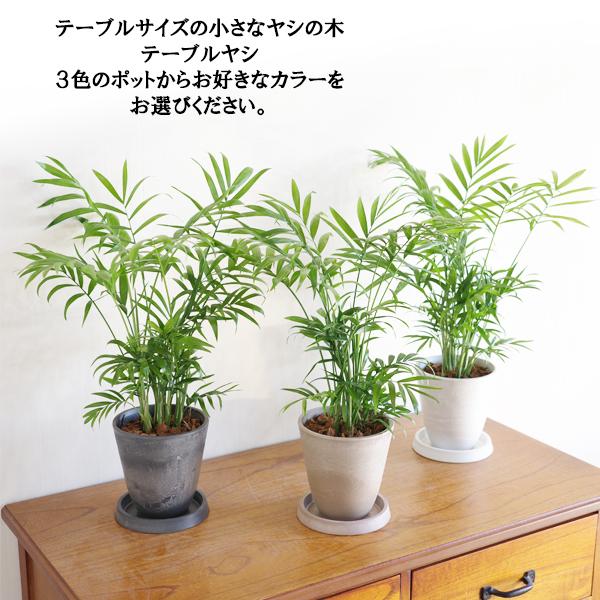テーブルヤシ エレガンス 選べる鉢カラー ボタニーポット 観葉植物 卓上 本物 チャメドレア インテリア 中型 オフィス デスク 即日出荷 送料無料 |  | 02