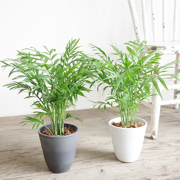 テーブルヤシ エレガンス 選べる鉢カラー ボタニーポット 観葉植物 卓上 本物 チャメドレア インテリア 中型 オフィス デスク 即日出荷 送料無料 |  | 02
