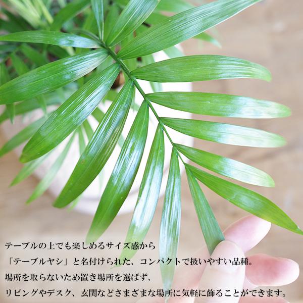 テーブルヤシ エレガンス 選べる鉢カラー ボタニーポット 観葉植物 卓上 本物 チャメドレア インテリア 中型 オフィス デスク 即日出荷 送料無料 |  | 03
