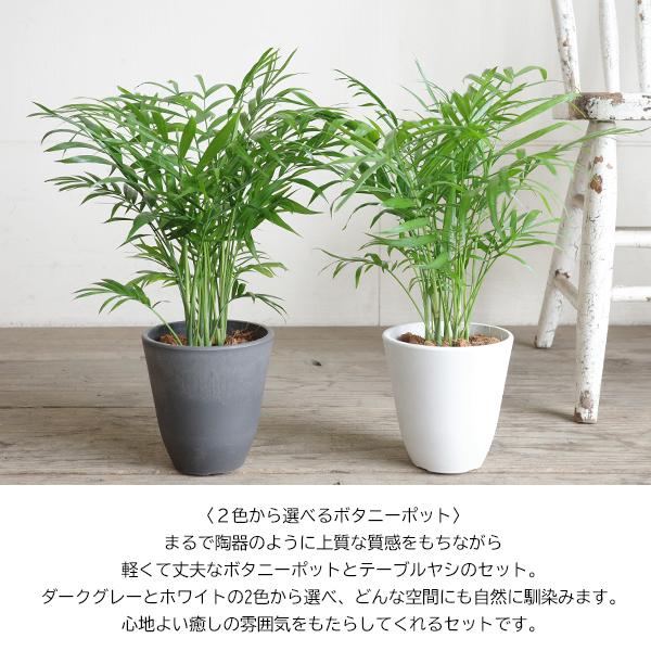 テーブルヤシ エレガンス 選べる鉢カラー ボタニーポット 観葉植物 卓上 本物 チャメドレア インテリア 中型 オフィス デスク 即日出荷 送料無料 |  | 04