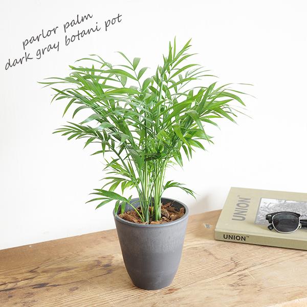テーブルヤシ エレガンス 選べる鉢カラー ボタニーポット 観葉植物 卓上 本物 チャメドレア インテリア 中型 オフィス デスク 即日出荷 送料無料 |  | 05