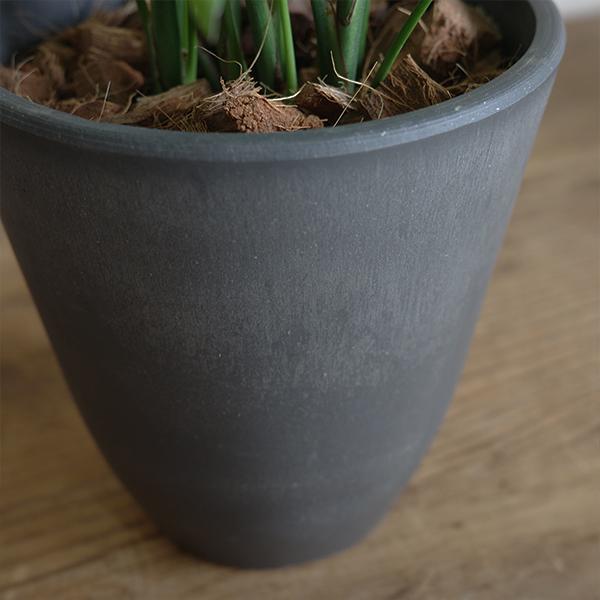 テーブルヤシ エレガンス 選べる鉢カラー ボタニーポット 観葉植物 卓上 本物 チャメドレア インテリア 中型 オフィス デスク 即日出荷 送料無料 |  | 06