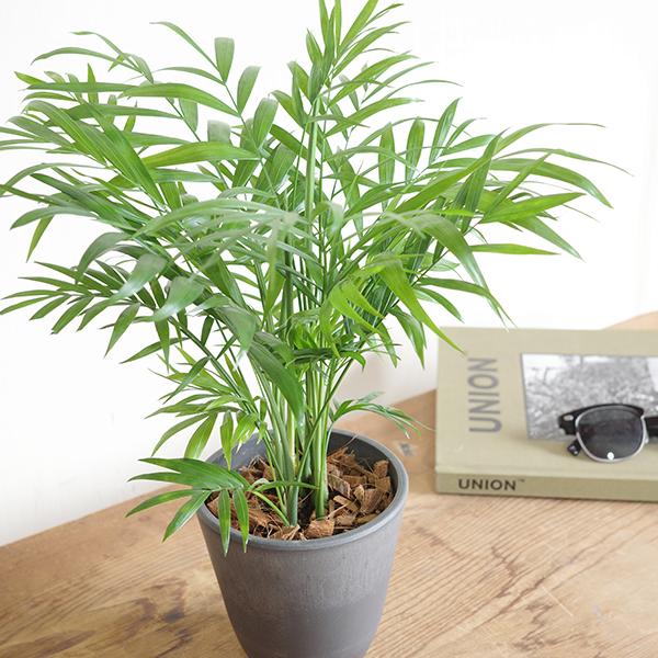 テーブルヤシ エレガンス 選べる鉢カラー ボタニーポット 観葉植物 卓上 本物 チャメドレア インテリア 中型 オフィス デスク 即日出荷 送料無料 |  | 07