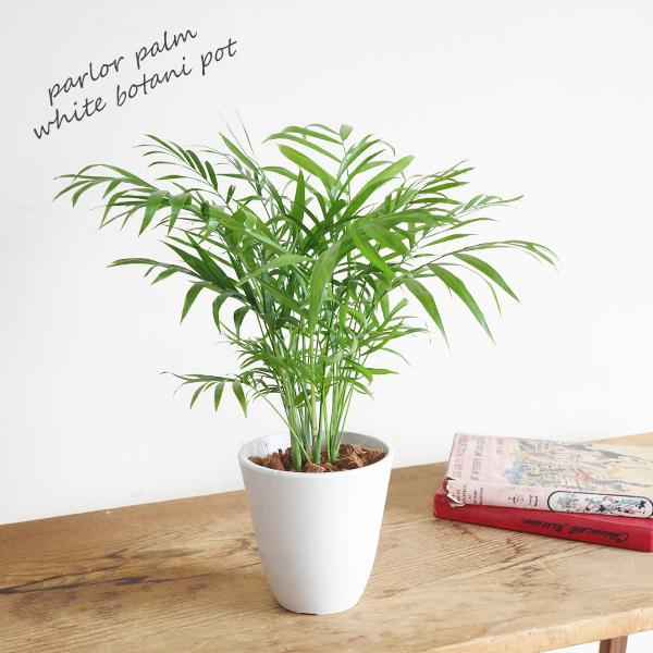 テーブルヤシ エレガンス 選べる鉢カラー ボタニーポット 観葉植物 卓上 本物 チャメドレア インテリア 中型 オフィス デスク 即日出荷 送料無料 |  | 08