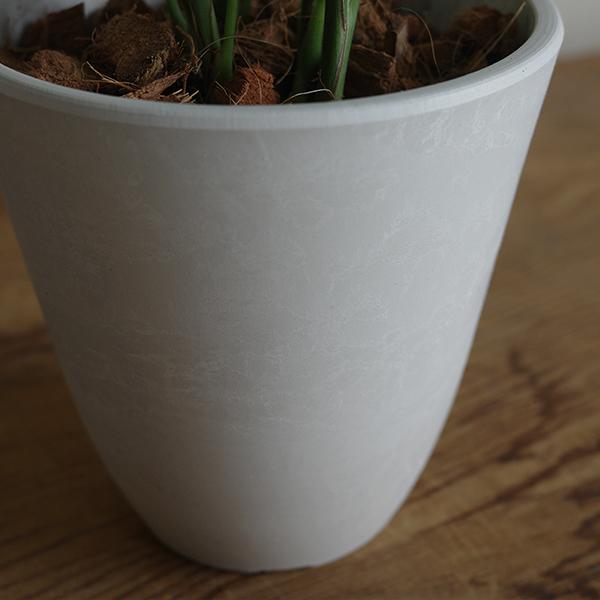 テーブルヤシ エレガンス 選べる鉢カラー ボタニーポット 観葉植物 卓上 本物 チャメドレア インテリア 中型 オフィス デスク 即日出荷 送料無料 |  | 09
