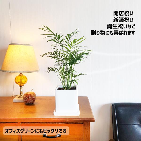 テーブルヤシ エレガンス 陶器鉢植え 角型 ホワイト 観葉植物 卓上 本物 チャメドレア インテリア 中型 オフィス デスク 即日出荷 送料無料 Tablekaku 観葉植物のパーフェクトグリーン 通販 Yahoo ショッピング