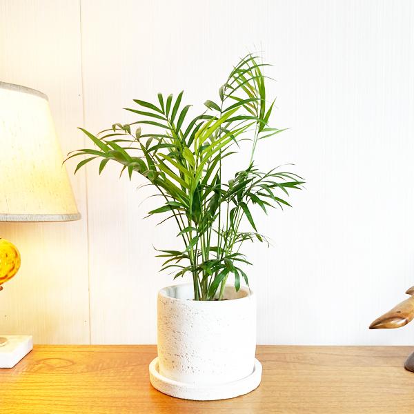 テーブルヤシ エレガンス 白色鉢植え セメントホワイト 観葉植物 卓上 本物 チャメドレア インテリア 中型 オフィス デスク 即日出荷 送料無料 Tablemaru 観葉植物のパーフェクトグリーン 通販 Yahoo ショッピング