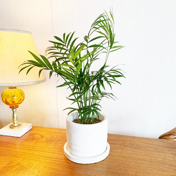 テーブルヤシ エレガンス 白色鉢植え セメントホワイト 観葉植物 卓上 本物 チャメドレア インテリア 中型 オフィス デスク 即日出荷 送料無料 Tablemaru 観葉植物のパーフェクトグリーン 通販 Yahoo ショッピング