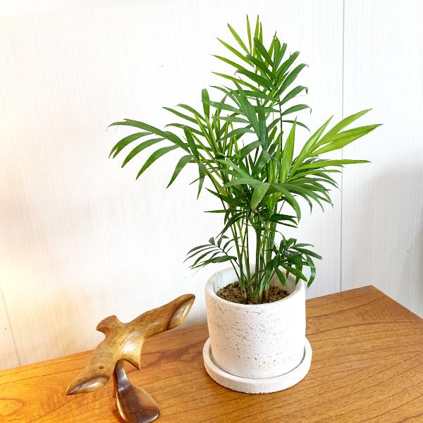 テーブルヤシ エレガンス 白色鉢植え セメントホワイト 観葉植物 卓上 本物 チャメドレア インテリア 中型 オフィス デスク 即日出荷 送料無料 Tablemaru 観葉植物のパーフェクトグリーン 通販 Yahoo ショッピング
