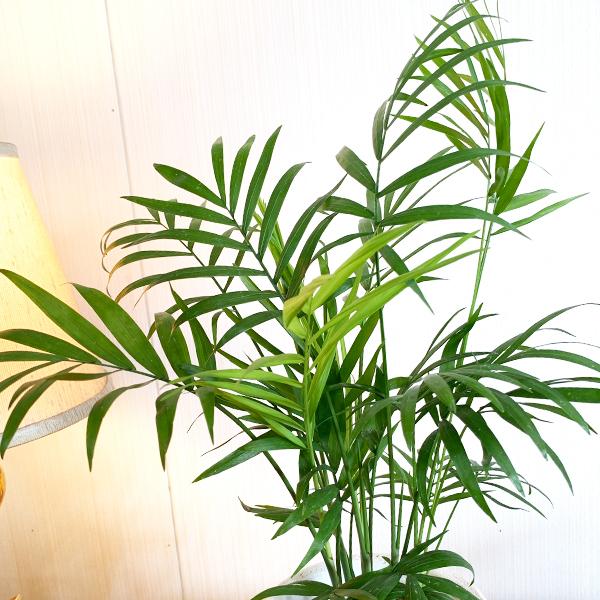 テーブルヤシ エレガンス 白色鉢植え セメントホワイト 観葉植物 卓上 本物 チャメドレア インテリア 中型 オフィス デスク 即日出荷 送料無料 Tablemaru 観葉植物のパーフェクトグリーン 通販 Yahoo ショッピング