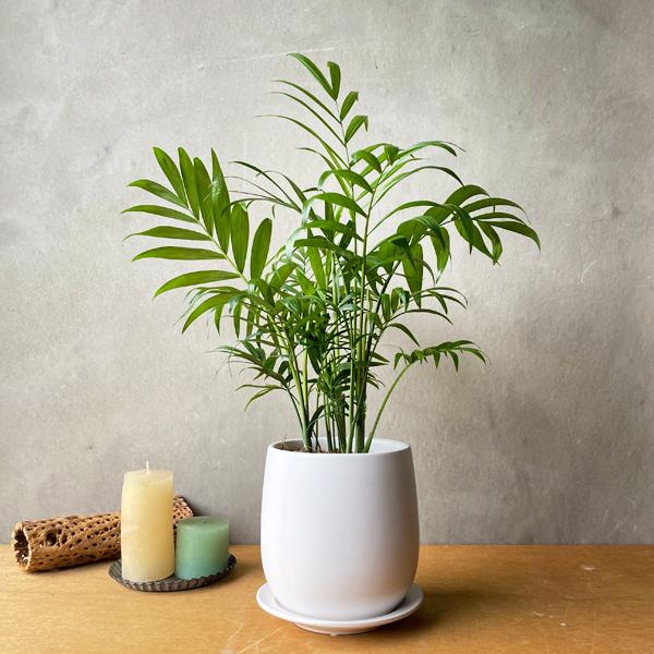 Mofumofu　特大　チャメドレア　ケンチャヤシ　陶器鉢　植え込み Mofumofu様専用 特大 チャメドレア ケンチャヤシ 陶器鉢