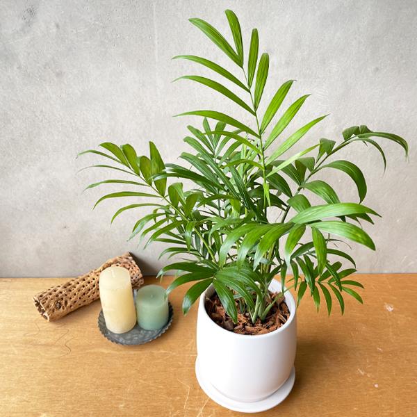 テーブルヤシ エレガンス 陶器鉢植え 丸型 ホワイト 観葉植物 卓上