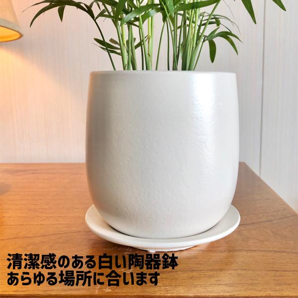 テーブルヤシ エレガンス 陶器鉢植え 丸型 ホワイト 観葉植物 卓上 本物 チャメドレア インテリア 中型 オフィス デスク 即日出荷 送料無料 Tablewhmaru 観葉植物のパーフェクトグリーン 通販 Yahoo ショッピング
