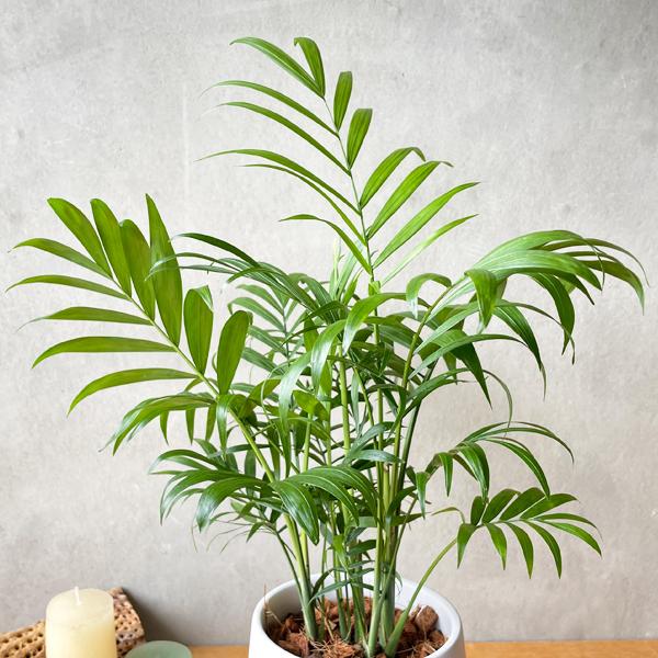 テーブルヤシ エレガンス 陶器鉢植え 丸型 ホワイト 観葉植物 卓上
