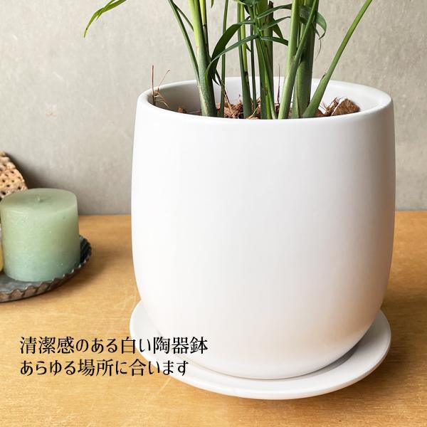テーブルヤシ エレガンス 陶器鉢植え 丸型 ホワイト 観葉植物 卓上