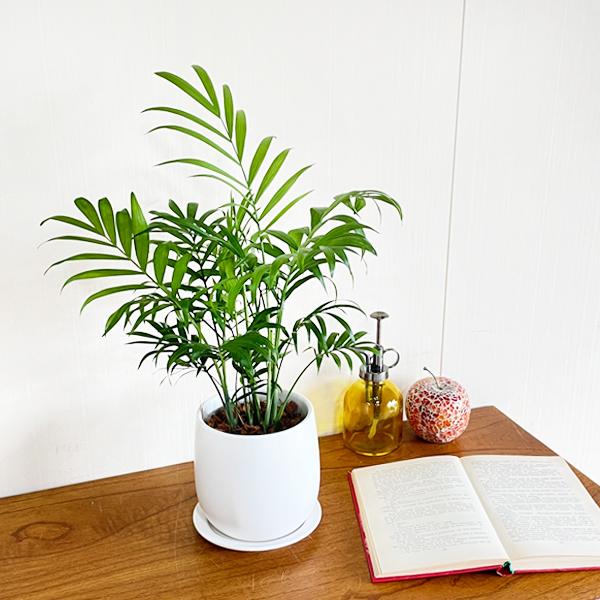 テーブルヤシ エレガンス 陶器鉢植え 丸型 ホワイト 観葉植物 卓上