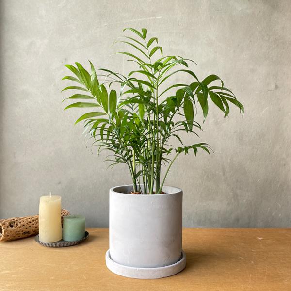 テーブルヤシ エレガンス アッシュグレー セメント鉢植え 観葉植物