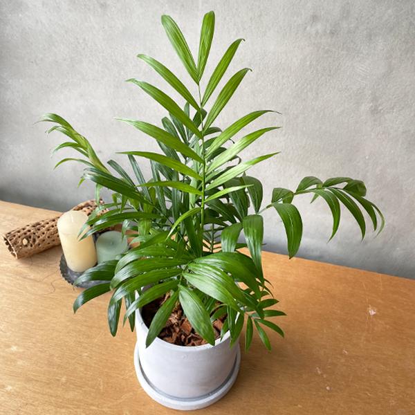 直接取引　レア　170cm　テーブルヤシ(チャメドレアエレガンス)　観葉植物 楽天市場】観葉植物 テーブルヤシ エレガンス アッシュグレー セメント